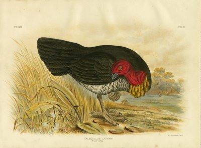 Buschhuhn, 1891 von Gracius Broinowski